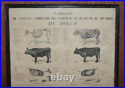 Antique French Print Of Basic Anatomy Of Handling And Butcher Cuts Of Beef
