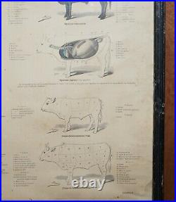 Antique French Print Of Basic Anatomy Of Handling And Butcher Cuts Of Beef