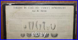 Antique French Print Of Horses Mouths And Teeth Equestrian Anotomy Interest