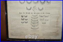 Antique French Print Of Horses Mouths And Teeth Equestrian Anotomy Interest