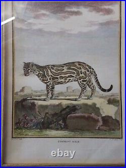 L'Ocelot Male color engraved print 1700's Eminent artist Charles Baquoy French