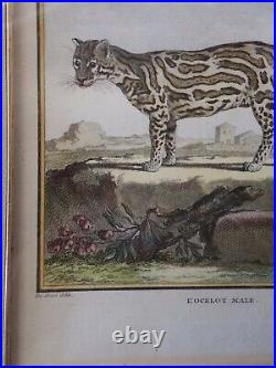 L'Ocelot Male color engraved print 1700's Eminent artist Charles Baquoy French